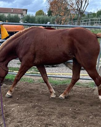 Cavallo courter
