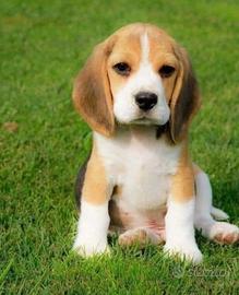 Beagle cane