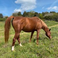 Puledra/fattrice araba