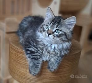 Cucciolo gatto siberiano pedigree