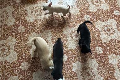 Chihuahua disponibili