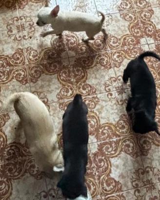 Chihuahua disponibili