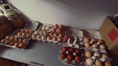  Uova Nostrane (+cheBio)