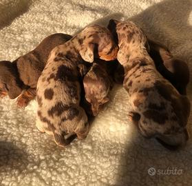 Bassotti Kaninchen toy