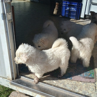 Cuccioli di Maremmano