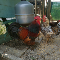Gallo