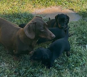 Cucciola di bassotta