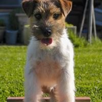 Cucciolo 6 Mesi Jack Russell Ruvido