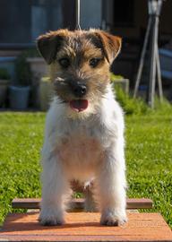 Cucciolo 6 Mesi Jack Russell Ruvido