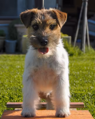 Cucciolo 6 Mesi Jack Russell Ruvido