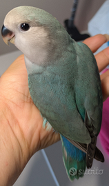 Inseparabili roseicollis