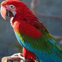 Pullo di Ara Chloroptera - ExpoGroup ITALIA