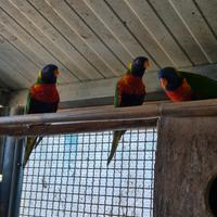 Lorichetto arcobaleno