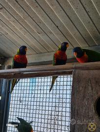 Lorichetto arcobaleno