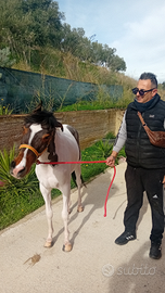 Cavallina bravissima