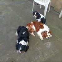 Cavalier king cucciolo maschio