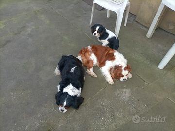 Cavalier king cucciolo maschio