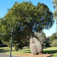 Baobab Australiano Brachychiton  ALBERO BOTTIGLIA