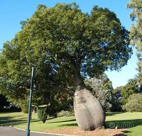 Baobab Australiano Brachychiton  ALBERO BOTTIGLIA