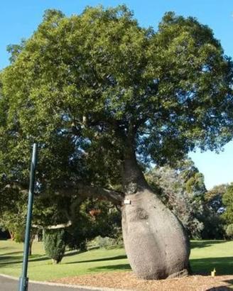Baobab Australiano Brachychiton  ALBERO BOTTIGLIA