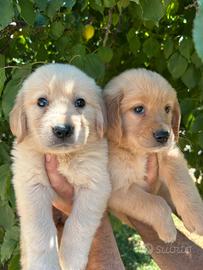 Stupendi golden retriver di casaluys
