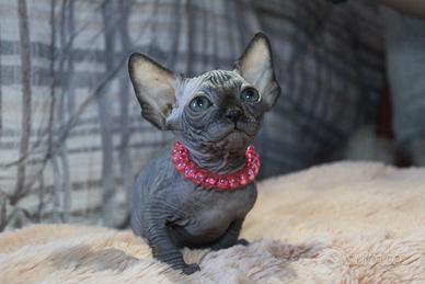 Cuccioli di sphynx Canadian sphynx