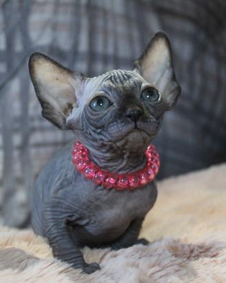 Cuccioli di sphynx Canadian sphynx