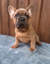 Bulldog francesi blu tan merle
