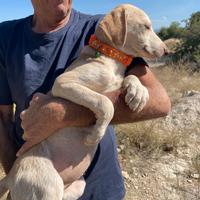 Taglia media cucciola cane femmina 4 mesi