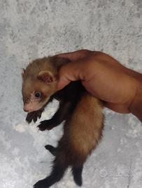 Furetti