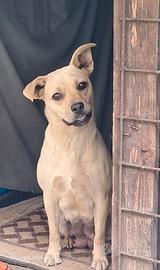 Derivata bouldogue francese di 1 anno e mezzo
