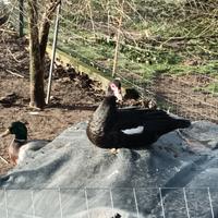 Anatre mute nero selvatico