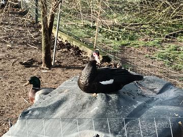 Anatre mute nero selvatico