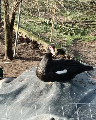 Anatre mute nero selvatico