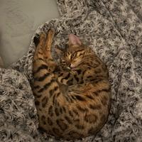 Bengala femmina per monta