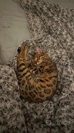 Bengala femmina per monta