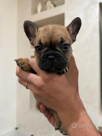 Bulldog
