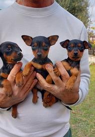 Pinscher Cuccioli