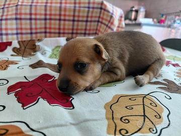 Pinscher Toy 