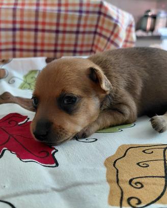 Pinscher Toy 