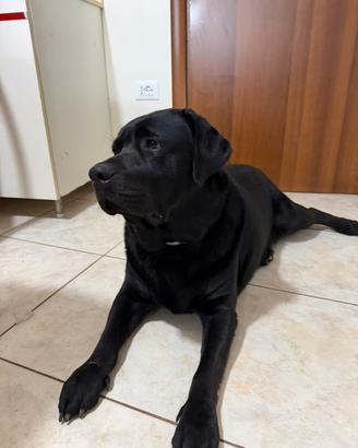 Labrador per monta