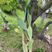 Cactus fichi d’india 150 cm