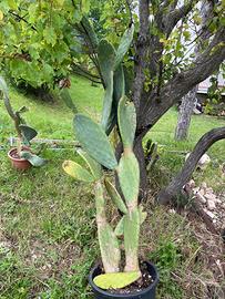 Cactus fichi d’india 150 cm