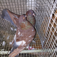 Piccioni california