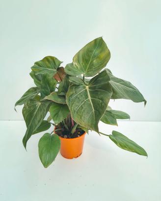 Il Philodendron 'Summer Glory'