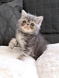 Exotic Shorthair