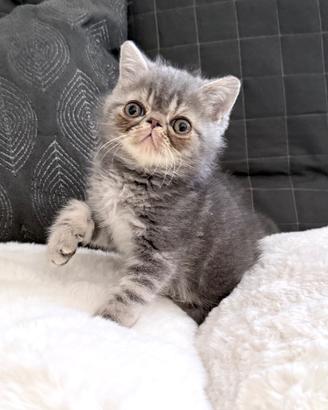 Exotic Shorthair