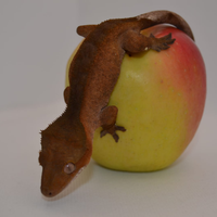 Geco Ciliatus Red dark Phantom MASCHIO