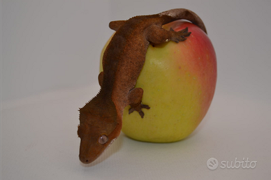 Geco Ciliatus Red dark Phantom MASCHIO