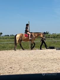 Cavallo per mezza fida